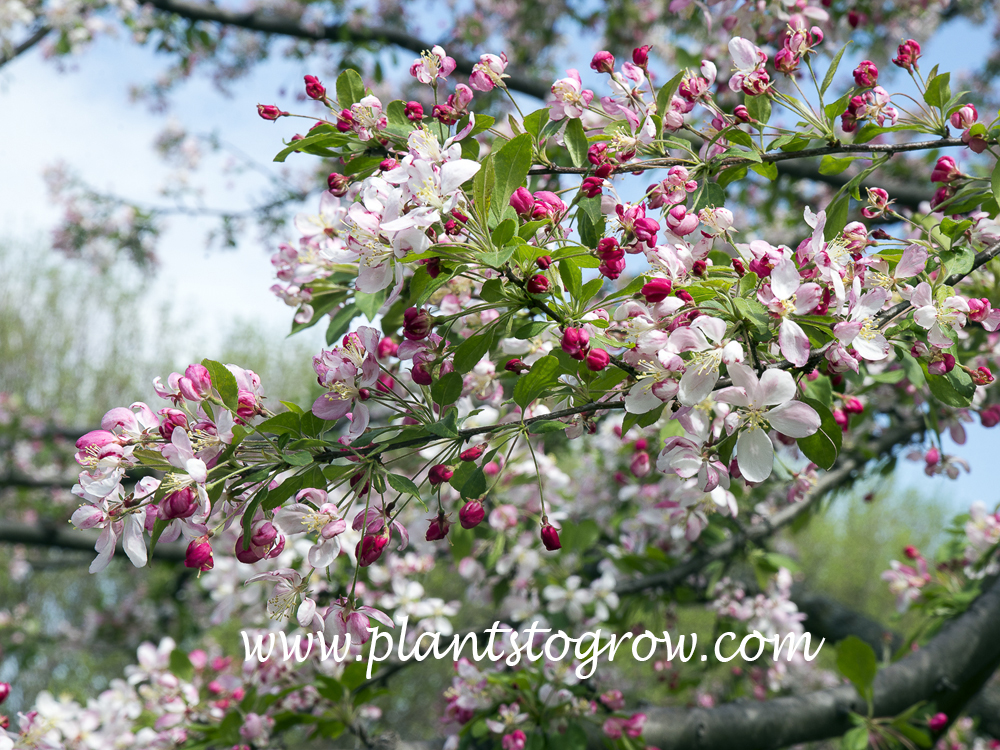 Professor Sprenger Ornamental Crabapple (Malus)
Pink buds and white single flowers.